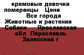 кремовые девочки померанцы › Цена ­ 30 000 - Все города Животные и растения » Собаки   . Ярославская обл.,Переславль-Залесский г.